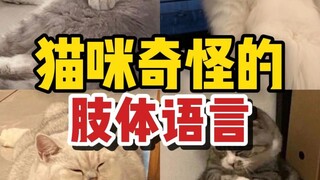 Tahukah Anda semua bahasa tubuh kucing yang aneh?
