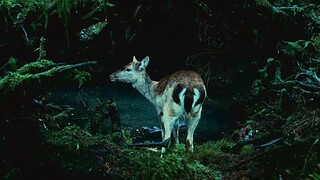 twilight saga (TAGALOG DUBBED)