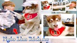 Dương KC | Ngáo Husky Troll Bố #16 | chó thông minh vui nhộn | funny cute smart dog pets Thú Cưng TV