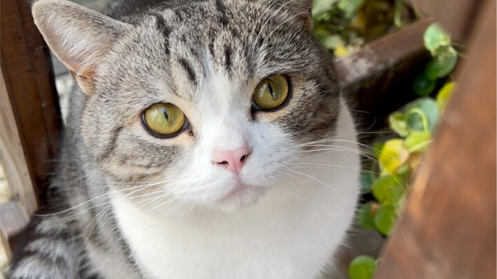 Back when Second Brother’s price was sky-high in previous years, if your family didn’t hang a few st