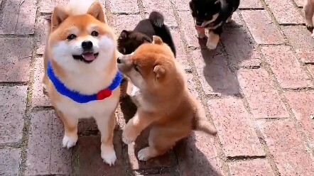 Heo rừng vừa ngốc vừa dễ thương!