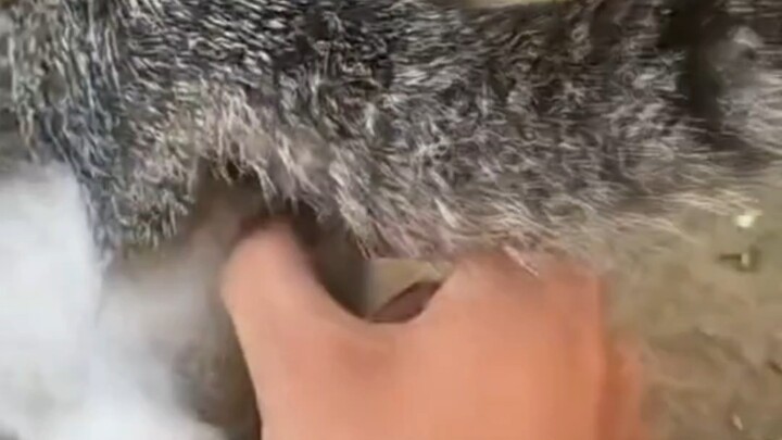 Nó có cái trứng.