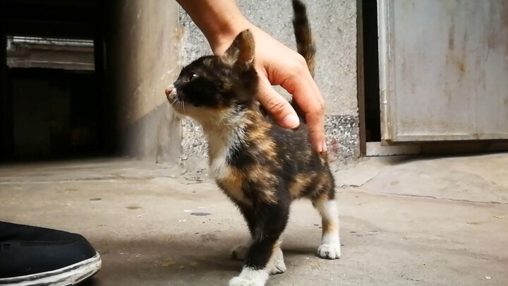【Mengangkat Kucing】Catatan Hari Ke-2, Si Induk Kucing Tidak Mengizinkan Kami Memelihara Kucing Keena