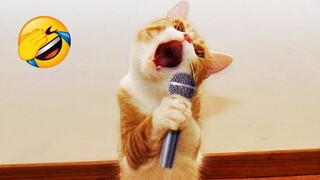 New Funny Animals 2023 😂 Funniest Cats and Dogs 😹🐶 Part 5