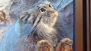 The Pallas's cat is just too cute! I could suck ten of them to death!