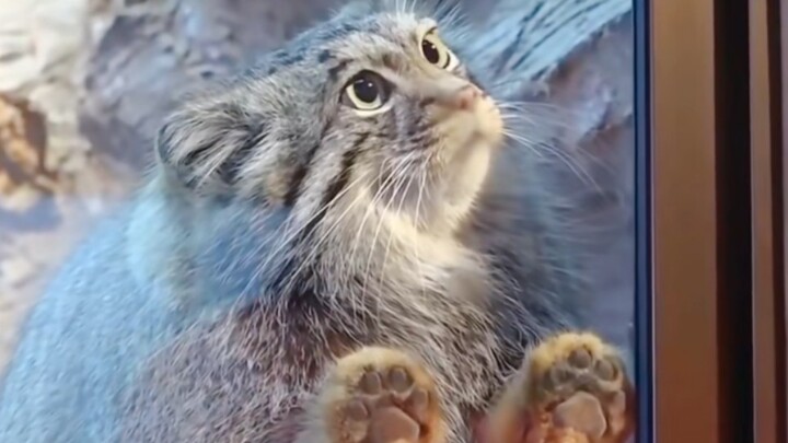 The Pallas's cat is just too cute! I could suck ten of them to death!