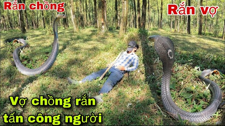 Thanh Niên Ngủ Quên Trong Rừng Bị Rắn Hổ Mang Chúa Tấn Công Suýt M.ất M.ạng