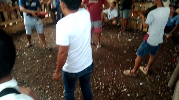 backyard cockfighting