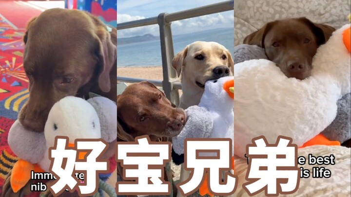 【Ollie&มันฝรั่ง】เรื่องราวของสองพี่น้องห่าวเป่า ตอน Ollie กับตุ๊กตาลูกนกนางนวล