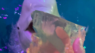 Makanannya sudah siap!