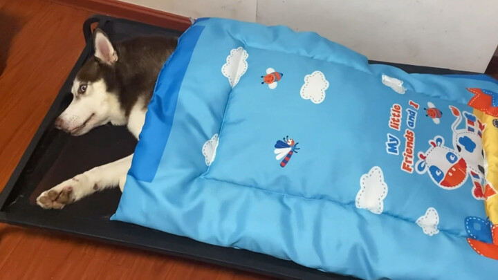 Husky: Từ tình yêu của mẹ!