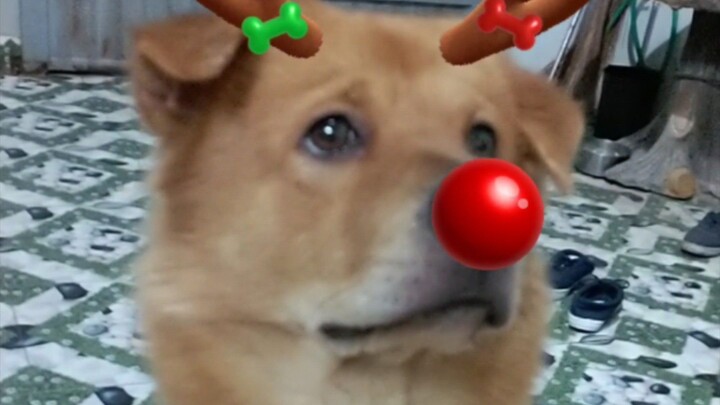 Merry Christmas🎄🎄🎄