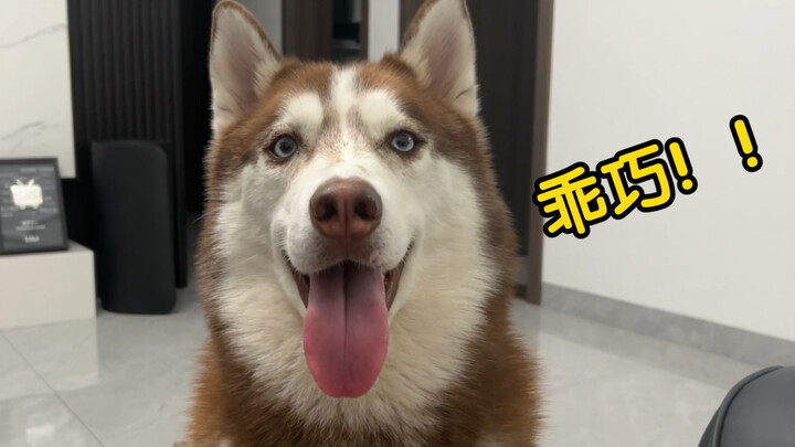 Husky: Demi makanan, sedikit nggak ganteng sih nggak masalah, ‘kan?