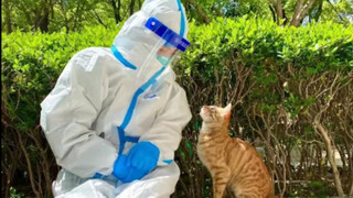 I was targeted by a stray cat? It always accompanies me every time I do nucleic acid tests.