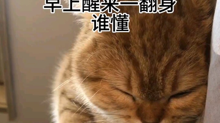 ลูกแมวนอนหลับ