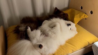 After buying a second bed to prevent the puppies from fighting...