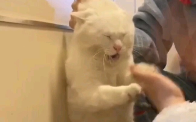 Suggestion: "Kill" Cats, Scare Dogs