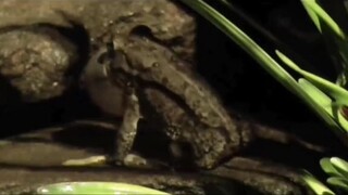 kompilasi frog