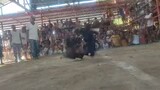 1st fight win, 1st day elimination @4 cock derby