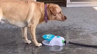 阎王：怎么死的？狗：喝水的时候渴死的