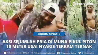 Kronologi Warga Desa Lamorende Tongkuno Muna Sulawesi Tenggara Tangkap Ular Piton Raksasa 10 Meter