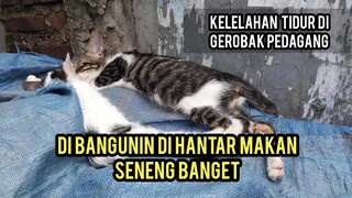 Masyaallah anak kucing kakak beradik ini tidur di atas grobak..!