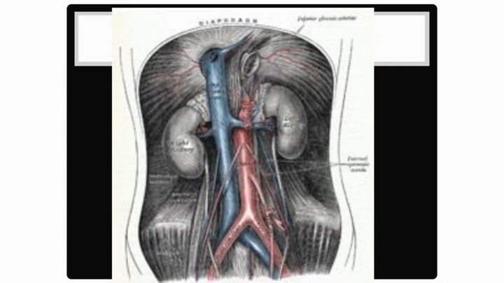 Aorta real