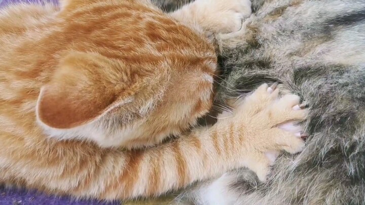 เจ้าแมวน้อยสีส้มทำแต่เรื่องแย่ๆ!