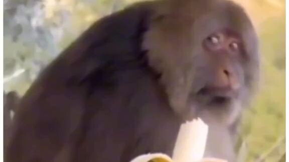 funny monkey 🐒   Sya na binigyan sya pa Galit😅
