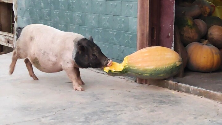 Is this pig dumb? It keeps running into the house to steal pumpkins every day!