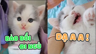 Bạn thấy CON THỎ NHỎ nào dễ thương thế này chưa 😊| Pets TV
