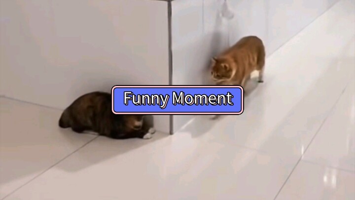Funny Cat Moments.... 🐱