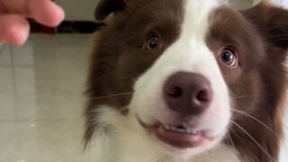 Mari kita membenamkan diri dalam memperbaiki seekor anjing dalam satu menit