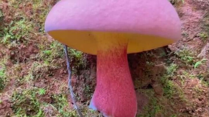 Apa ini jamur? Mengidentifikasi berbagai jamur yang unik (bagian 2)