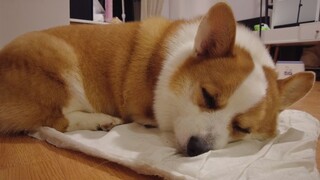 如何叫醒一只装睡的狗？