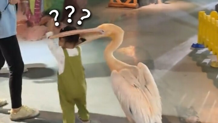 A Collection of Animals' Confusing Behaviors 277