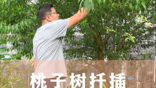 Peach tree cutting method