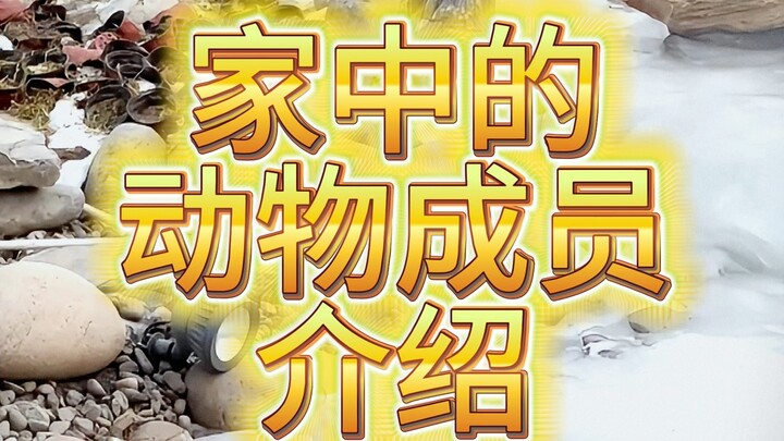 Nhà nuôi cả đàn thú cưng thì sẽ như thế nào nhỉ?