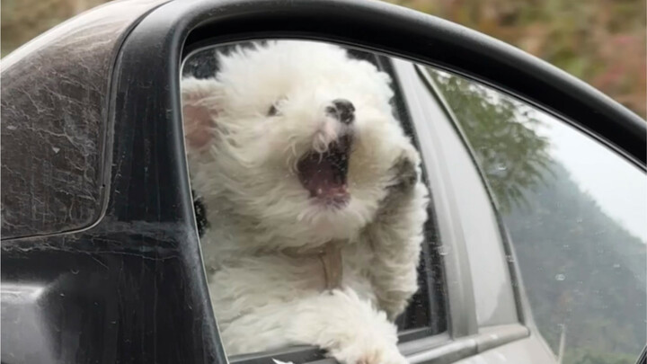 Anjingku… lagi.. minum…. udara…. ah