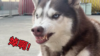 Pitbull: Oh no, a bone is stuck between my teeth!