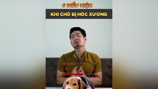 6 biểu hiện khi chó bị hóc xương tuitienpet petonesaigon petnhatrang dcgr