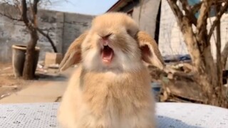 看月饼。吃兔兔（bushi）