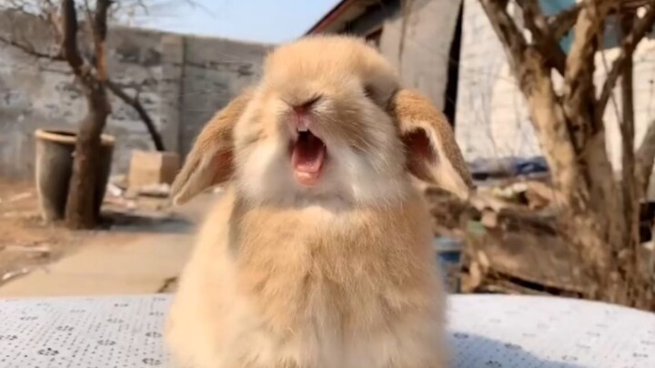 Looking at mooncakes. Eating bunnies (kidding)!