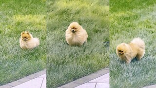 当风起飞时，博美犬就变成了小小的蒲公英