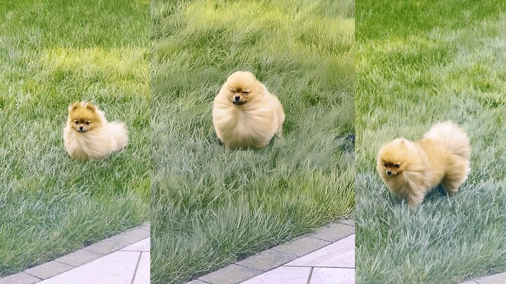 当风起飞时，博美犬就变成了小小的蒲公英