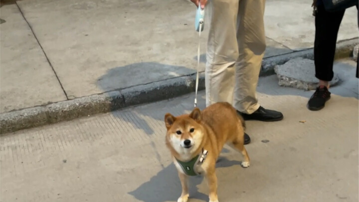 出门偶遇自家狗