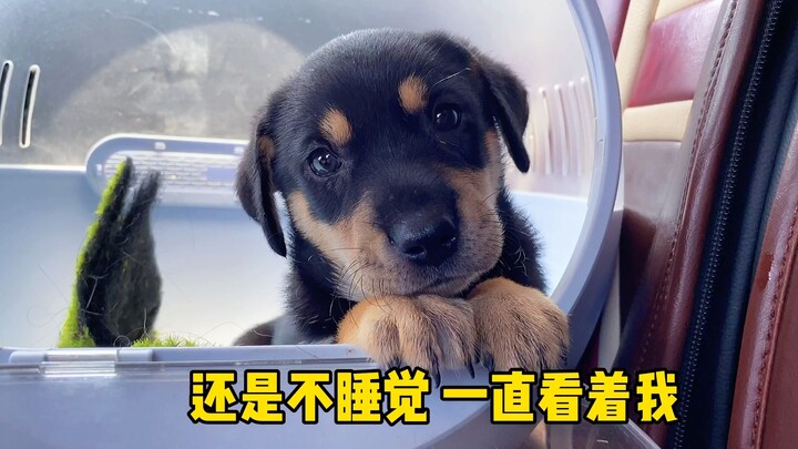 Chú mèo đen đã được đưa đến nhà chủ mới rồi, mong rằng sau này nó sẽ thật hạnh phúc!