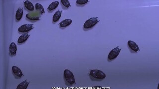 实验发生意外，小虫子开始无限繁殖，整个世界陷入巨大灾难