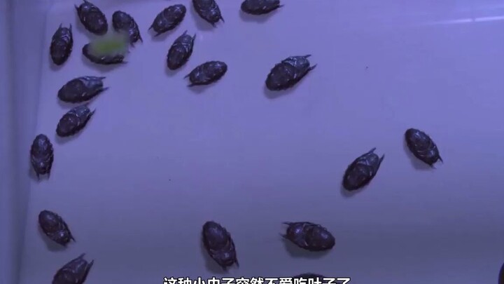 وقع حادث أثناء التجربة، وبدأت الحشرات الصغيرة في التكاثر بلا حدود، مما أغرق العالم بأسره في كارثة ها