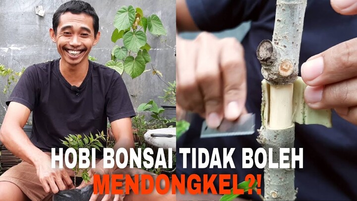 Hobi Bonsai Tidak Boleh Mendongkel?